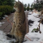 Petycja o schronisko