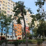 Przycięte drzewa – ptaki latają