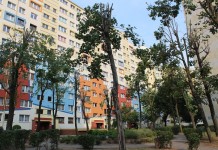 Przycięte drzewa – ptaki latają