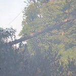 Pożar pod Miłoradzicami