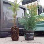 Weź sadzonkę za elektrozłom