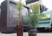 Weź sadzonkę za elektrozłom