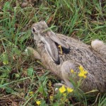 Słowackie zające kicają w Lubinie