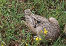Słowackie zające kicają w Lubinie