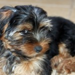 Gmina Lubin. Nałożą kagańce wszystkim psom?