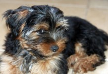 Gmina Lubin. Nałożą kagańce wszystkim psom?