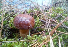 Na grzyby, czy na ryby…