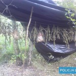 Konopie rosły w lesie