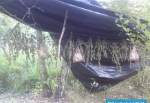 Konopie rosły w lesie