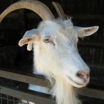 Ile będzie kosztował ten CEP