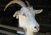 Ile będzie kosztował ten CEP