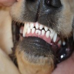 Ciałem osłoniła dzieci przed psem