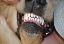 Ciałem osłoniła dzieci przed psem