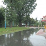 Samochód wjechał w drzewo