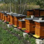 Pszczelarze mają nowy zarząd