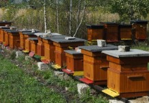 Pszczelarze mają nowy zarząd