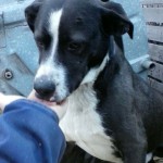 Odnaleziono czworonoga, szukają właściciela