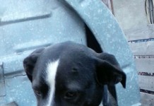 Odnaleziono czworonoga, szukają właściciela