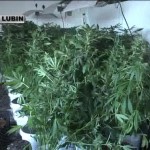 „Maryśka” Na własne potrzeby?