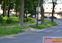 Niekoszona rośnie w najlepsze