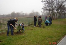 Sadzili drzewa na Ustroniu IV
