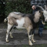 Kozioł, który zablokował “trójkę” – adoptowany