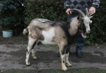 Kozioł, który zablokował “trójkę” – adoptowany