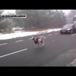 Gonili za kozą na krajowej trójce (VIDEO)