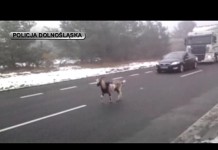 Gonili za kozą na krajowej trójce (VIDEO)