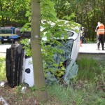 Dachowanie przez jelenia VIDEO