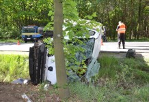 Dachowanie przez jelenia VIDEO