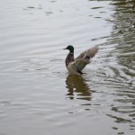 Rzucali w kaczki w parku