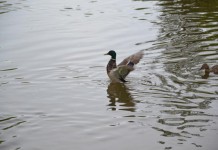 Rzucali w kaczki w parku