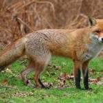 Uwaga! Rozrzucają szczepionki