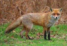 Uwaga! Rozrzucają szczepionki