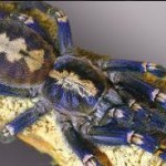 Pająki, skorpiony i piękne motyle