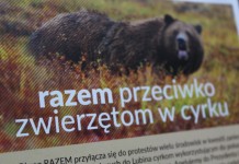 Będzie apel do prezydenta Lubina w sprawie cyrków