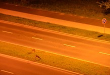 Upolowane w obiektywie