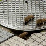 Rusza trucie szczurów