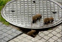 Rusza trucie szczurów