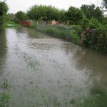 SANEPID ostrzega: warzywa są skażone