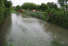 SANEPID ostrzega: warzywa są skażone