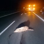 Dziki na drodze autobusu – chwile strachu