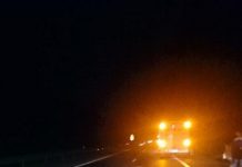 Dziki na drodze autobusu – chwile strachu