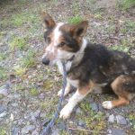 W Buczynce odnaleziono psa