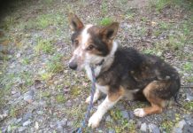 W Buczynce odnaleziono psa