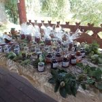 Gogołowice pachnące pigwą i różą – FOTO