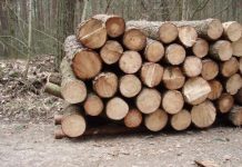 Pijany z kradzionym drewnem