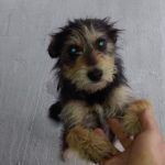 Szukają nowego domu lub właścicieli