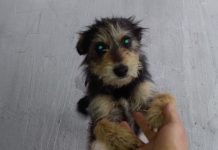 Szukają nowego domu lub właścicieli